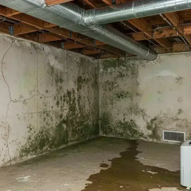 Professional Mold Removal in Margate, FL